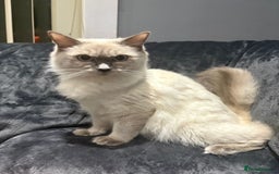 Ragdoll cats for sale: One gorgeous little blue point ragdoll boy - Image 9