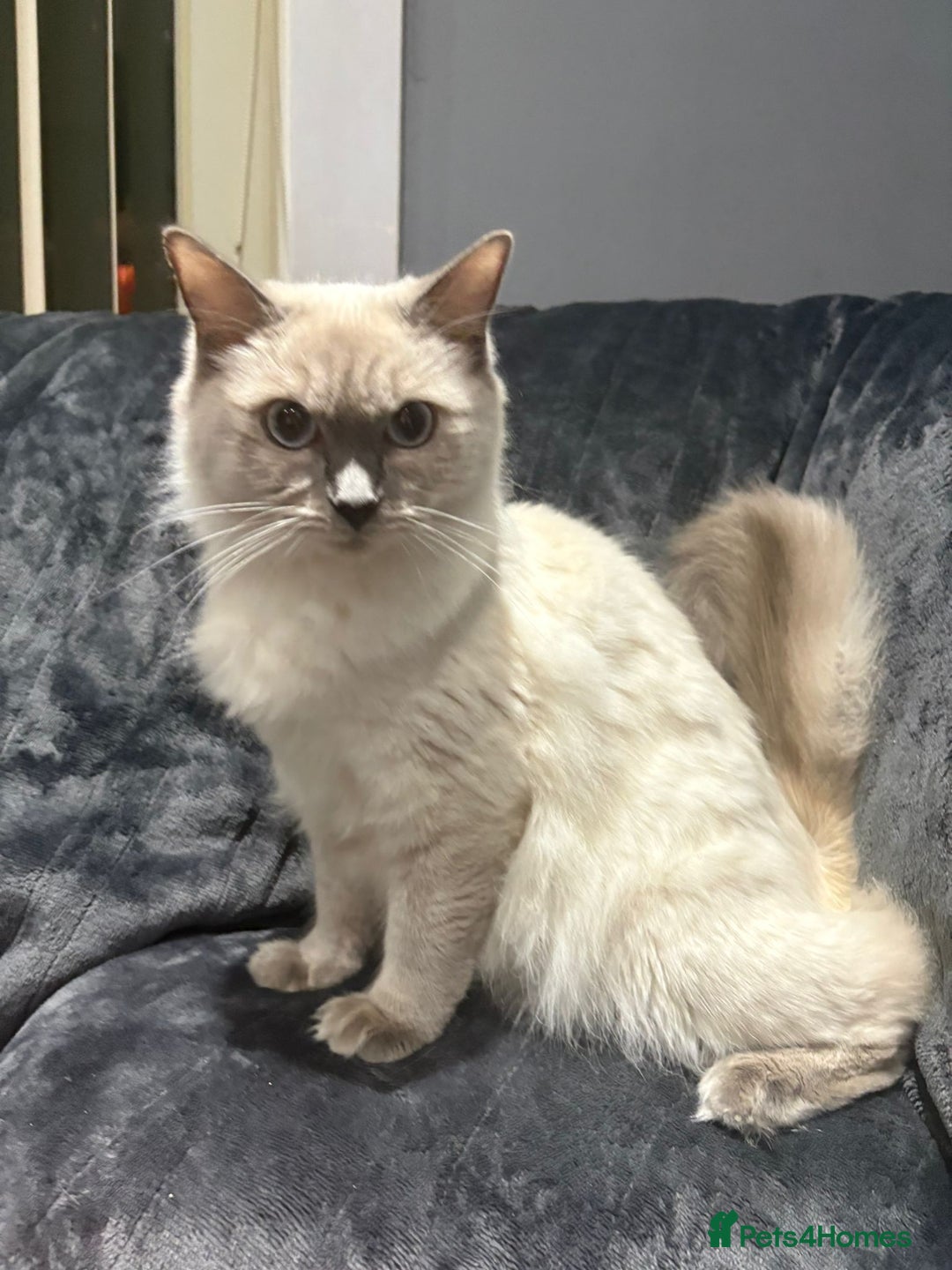 Ragdoll cats for sale: One gorgeous little blue point ragdoll boy - Image 9