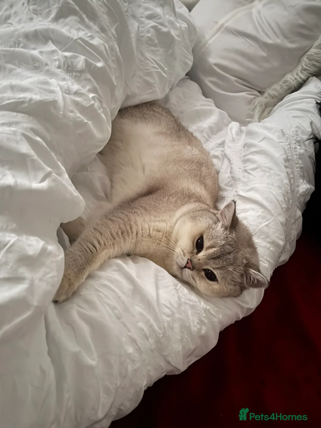 British Shorthair cats for stud: Casper baby up for his fatherly duties  in Hounslow - Advert 3