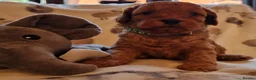Cavapoo dogs for stud: F1B Cavapoo Stud Dog🐾 - Advert 17