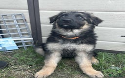 German Shepherd dogs for sale: German shepherd puppies Ready Now - Image 2