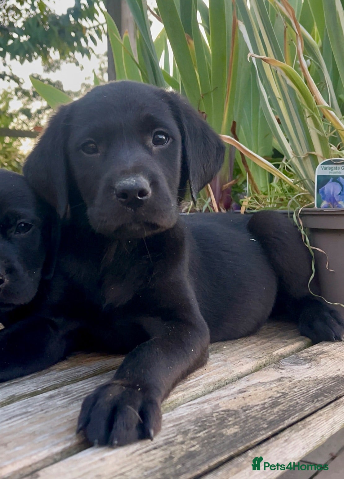 Labrador Retriever dogs KC Reg Labrador Retriever Puppies Health Tested - Advert 2
