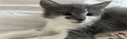 Mixed Breed cats for sale: Sweet boy ready to find his home - Advert 1