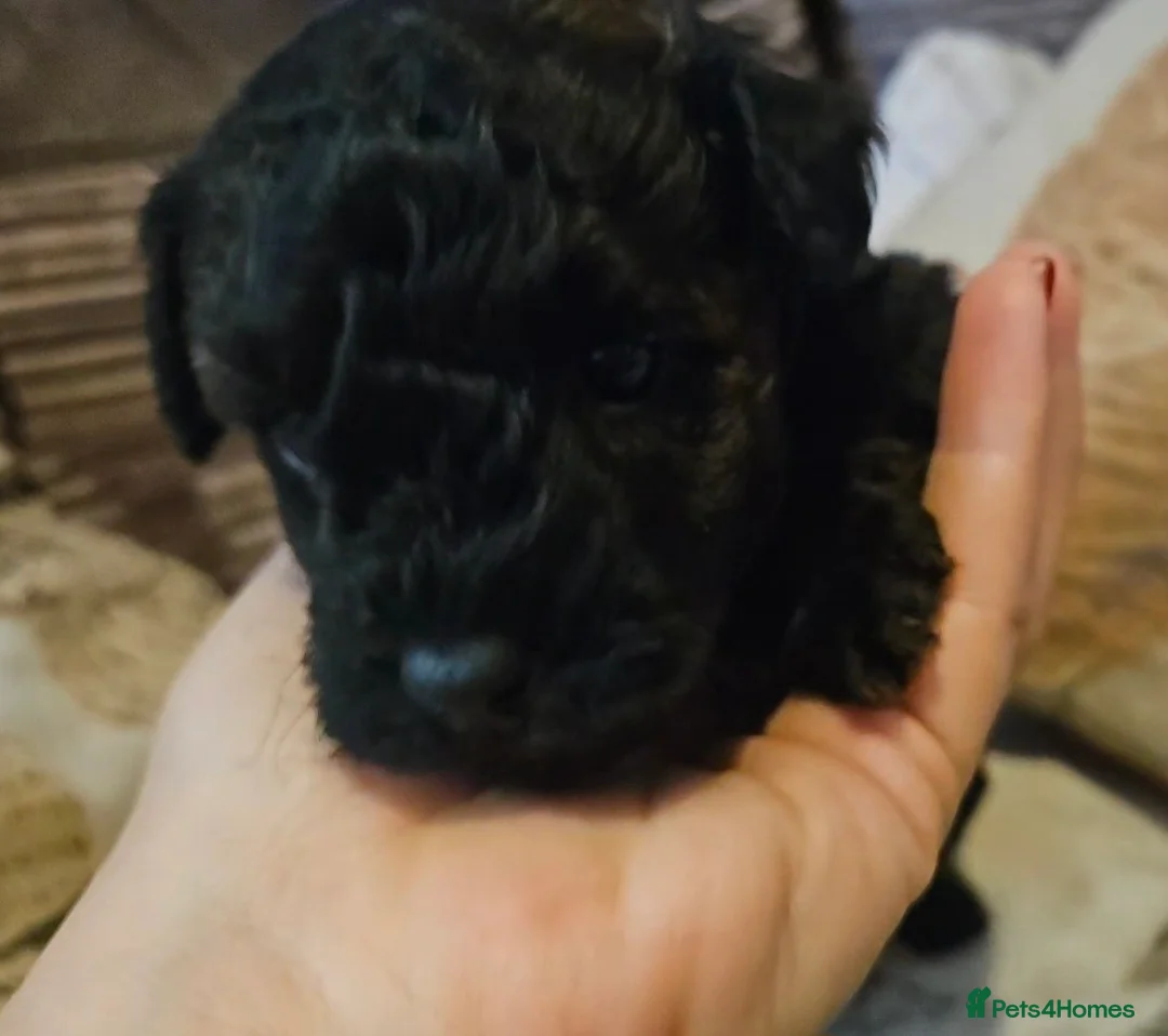 Mixed Breed dogs for sale: Beautiful Stunning Westiepoo Puppies - Advert 17