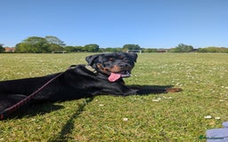 Rottweiler dogs for sale: 1 year 6 month rottweiler needs urgent rehoming - Image 13