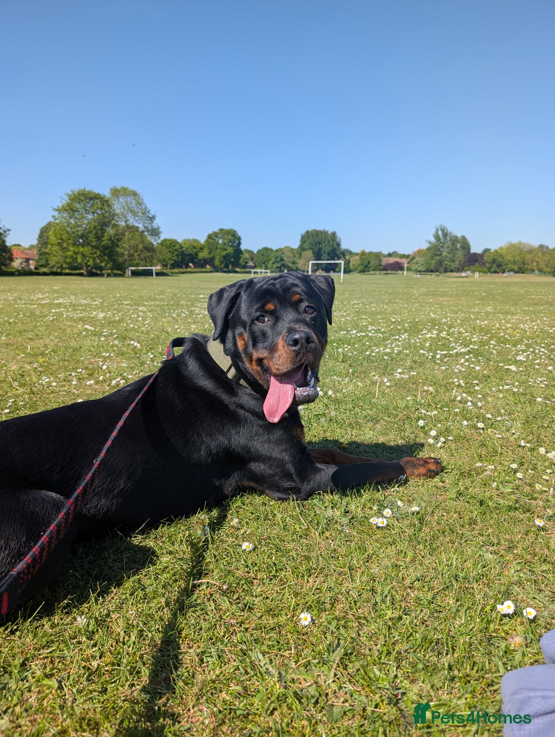 Rottweiler dogs for sale: 1 year 6 month rottweiler needs urgent rehoming - Image 13