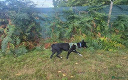 Mixed Breed dogs for adoption: Zorro for adoption - Image 4