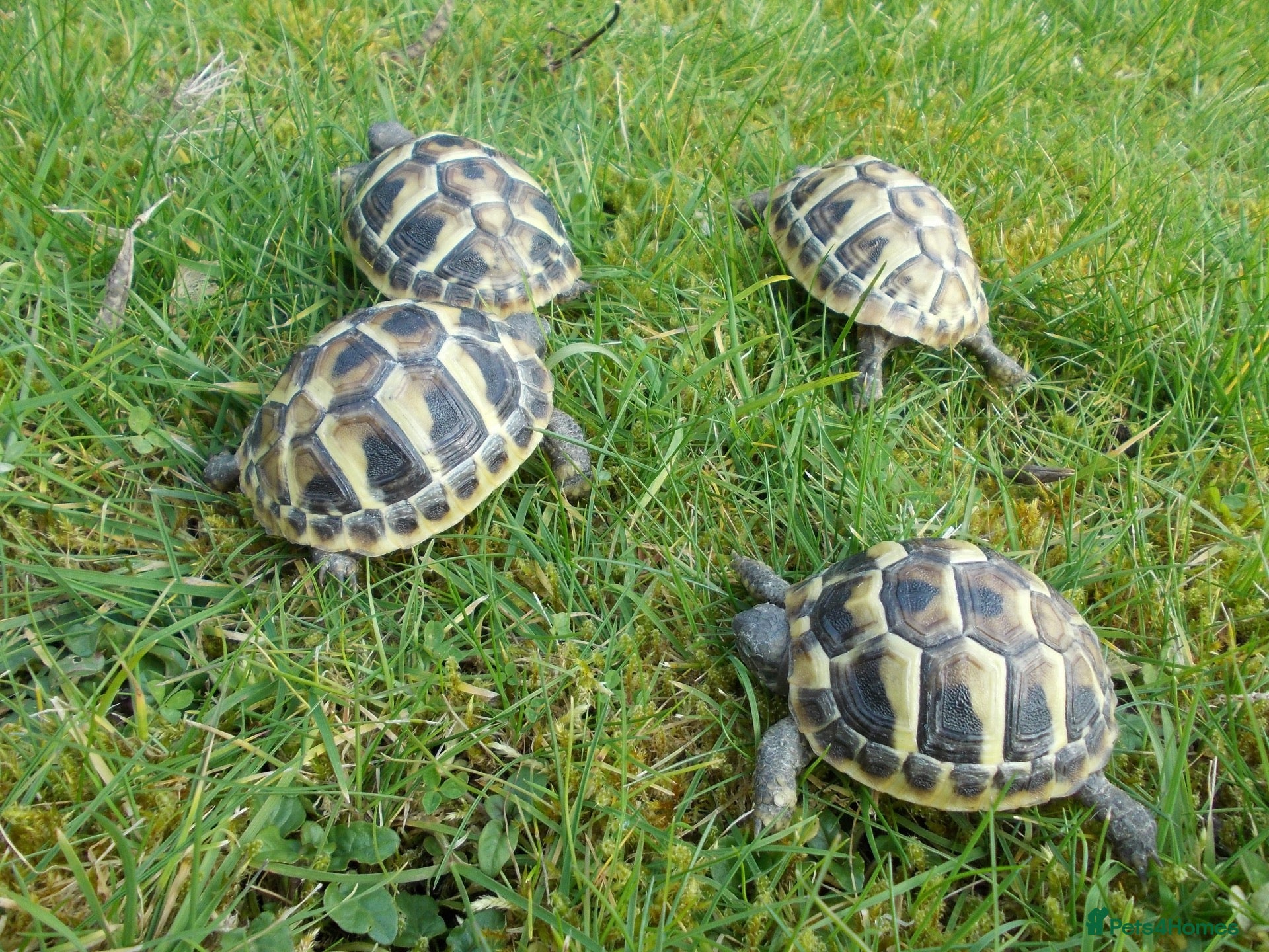 Hermann Tortoise reptiles Hermann's Thb & Spur-thighed - Advert 8