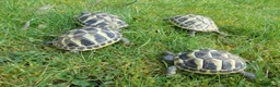 Hermann Tortoise reptiles for sale: Hermann's Thb & Spur-thighed - Advert 1