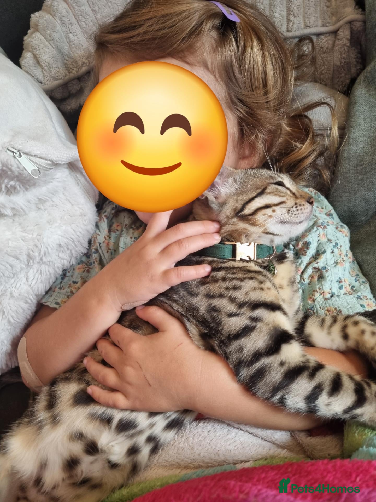 Bengal cats Last spotted bengal girl  - Advert 1