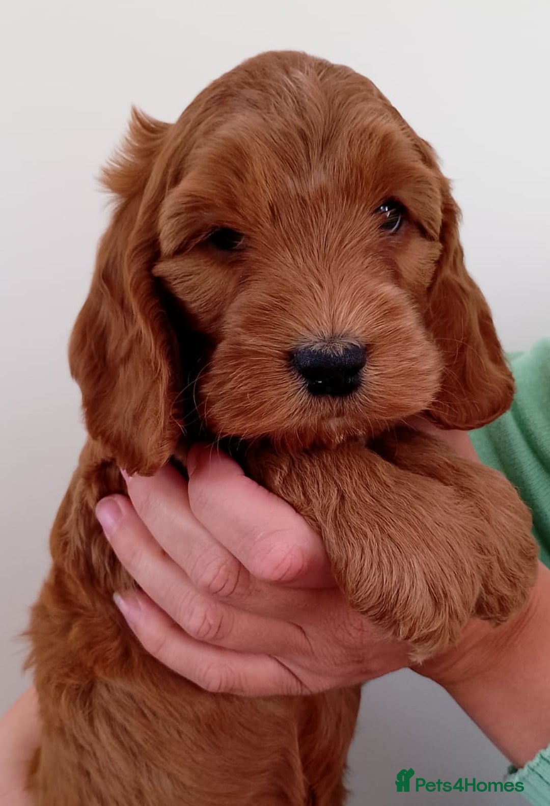 Cockapoo dogs for sale: Stunning F1 Red Miniature - Health Tested Parents - Image 26