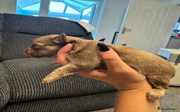 Chihuahua dogs for sale: Chihuahua puppies for sale - Image 2