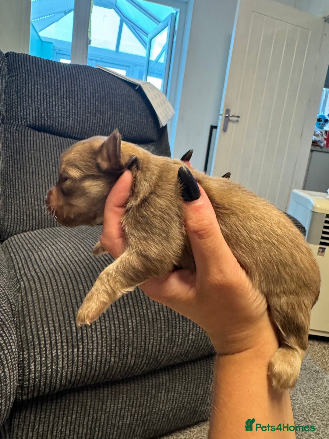 Chihuahua dogs for sale: Chihuahua puppies for sale - Image 2