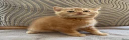 British Shorthair cats for sale: GCCF British Shorthair Kittens  in Southampton - Advert 15