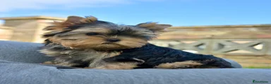Yorkshire Terrier 2