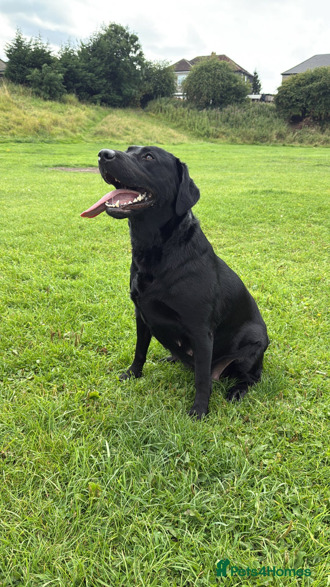 Labrador Retriever dogs for sale: Female black Labrador  - Image 5
