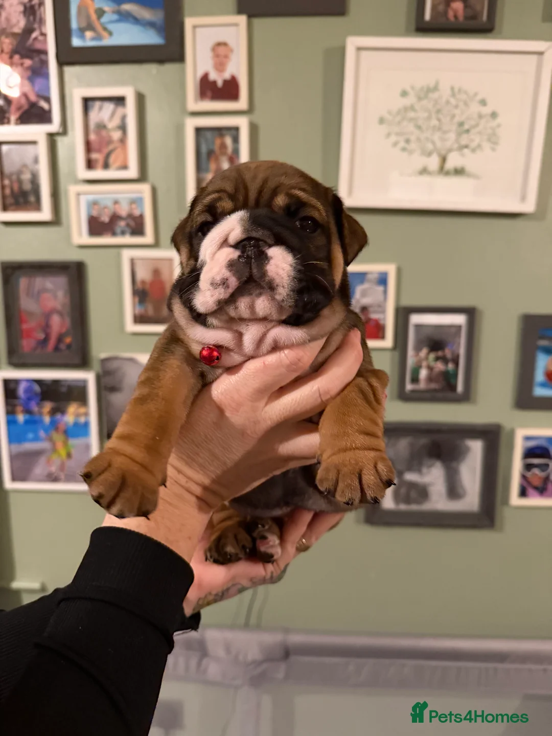 English Bulldog dogs for sale: 🌸💙 top blood line English bulldogs 🌸💙❤️ - Advert 15