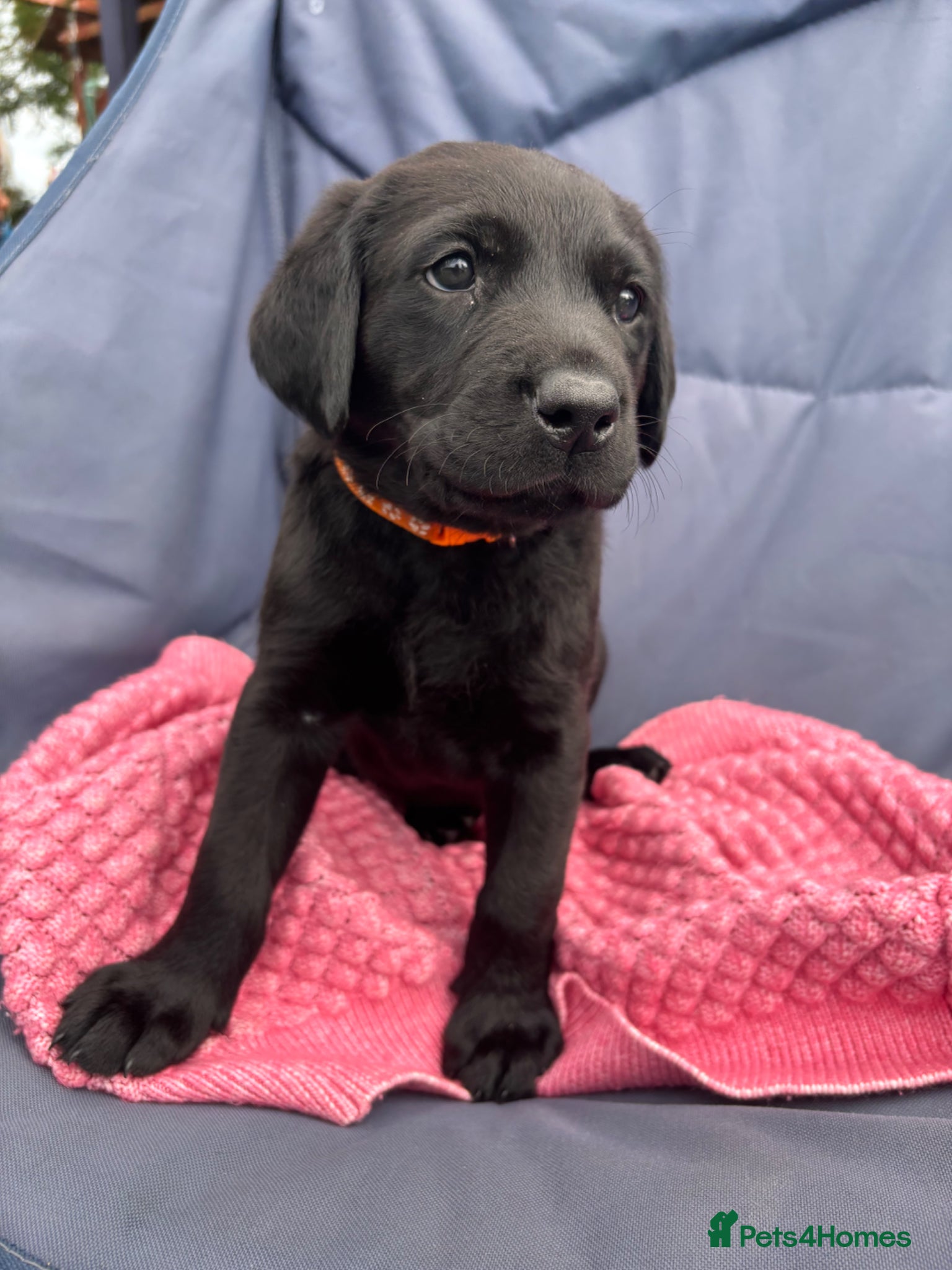 Labrador Retriever Puppy 5