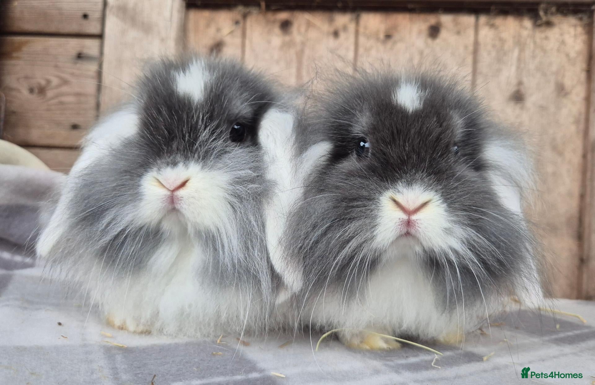 Mini Lop rabbits Mini lop and mini Lionlop  - Advert 10