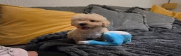 Toy Poodle dogs for sale: Toy Poodle Puppy (Male) (Golden) - Advert 6