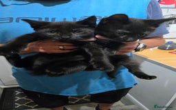 Mixed Breed cats for sale: 3 little black/brown beautiful kittens  - Image 5