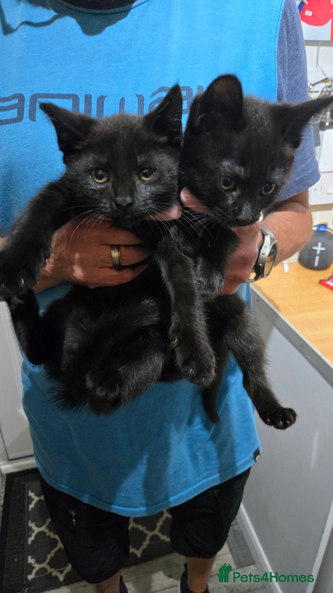 Mixed Breed cats for sale: 3 little black/brown beautiful kittens  - Image 5