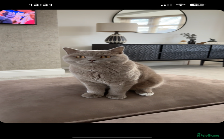 British Shorthair cats - Advert 1