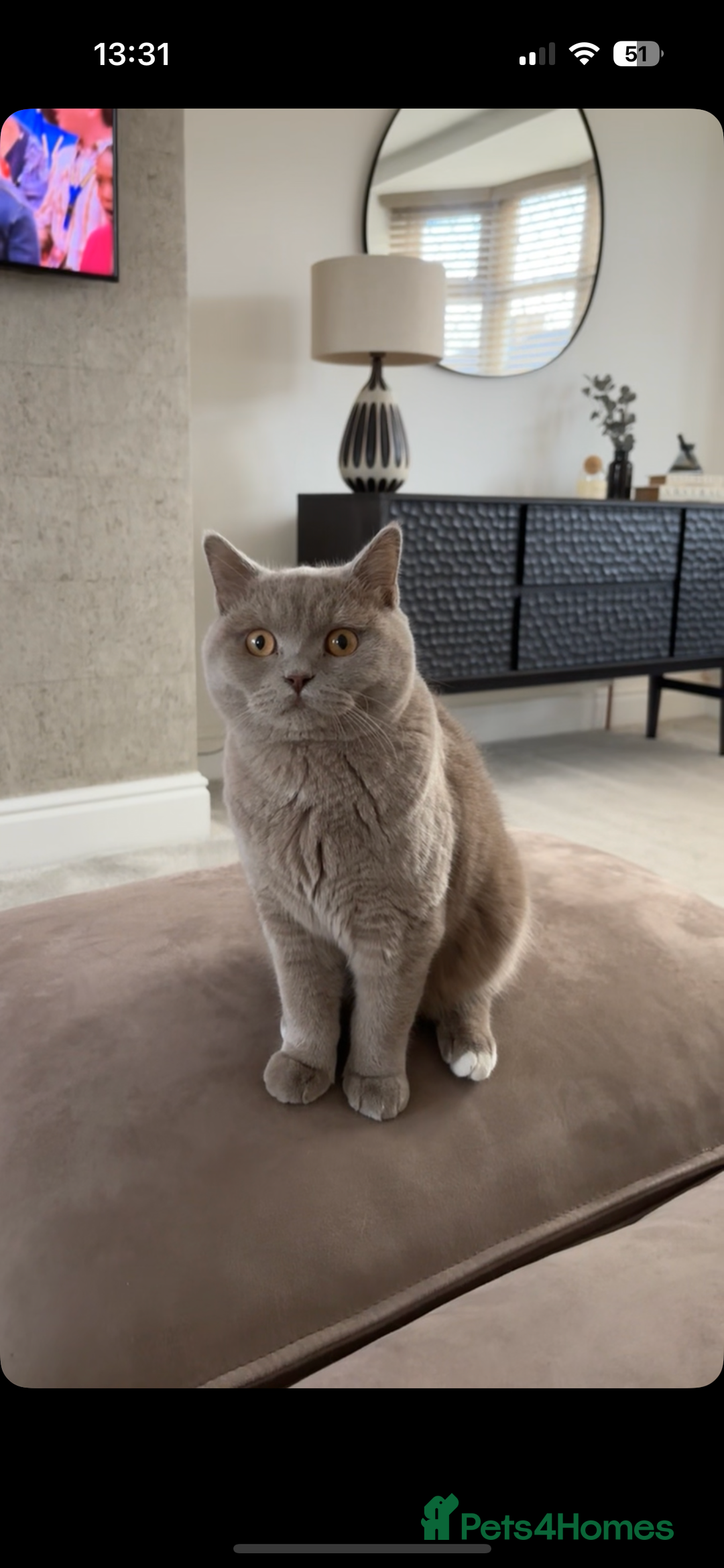 British Shorthair cats for sale: Lilac british short - Image 1