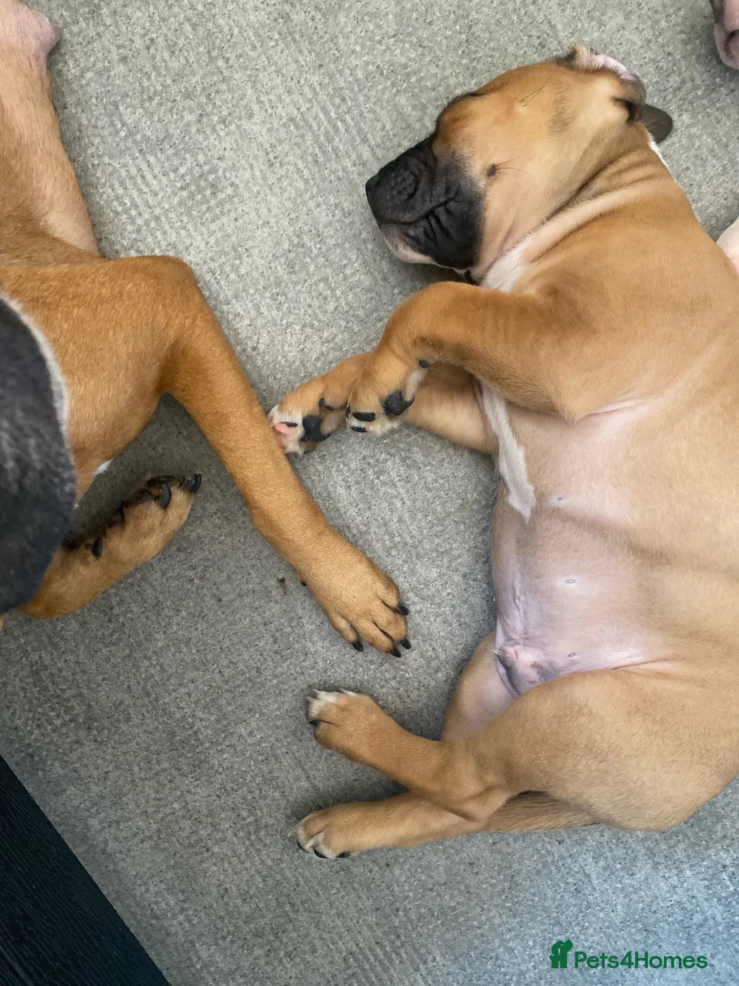Mixed Breed dogs for sale: Puppy in Portsmouth - Advert 3