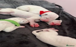 Dalmatian dogs for sale: Dalmatian Puppies  - Image 4