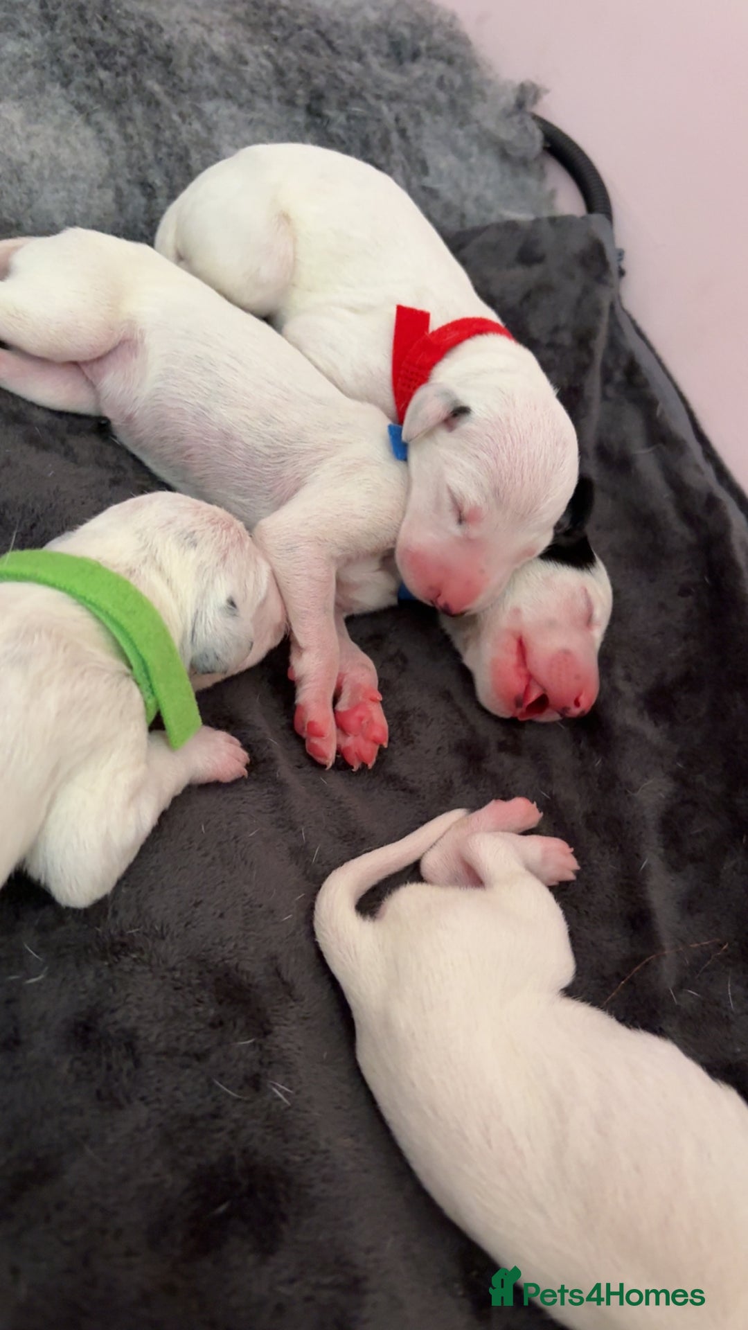 Dalmatian dogs for sale: Dalmatian Puppies  - Image 4