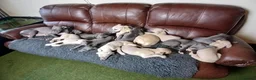 Whippet dogs for sale: High Quality Whippet pups Crufts - Advert 21