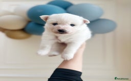 Pomsky dogs for sale: Blue-Eyed Pomskies Seeking Their Forever Homes 💫 - Image 12