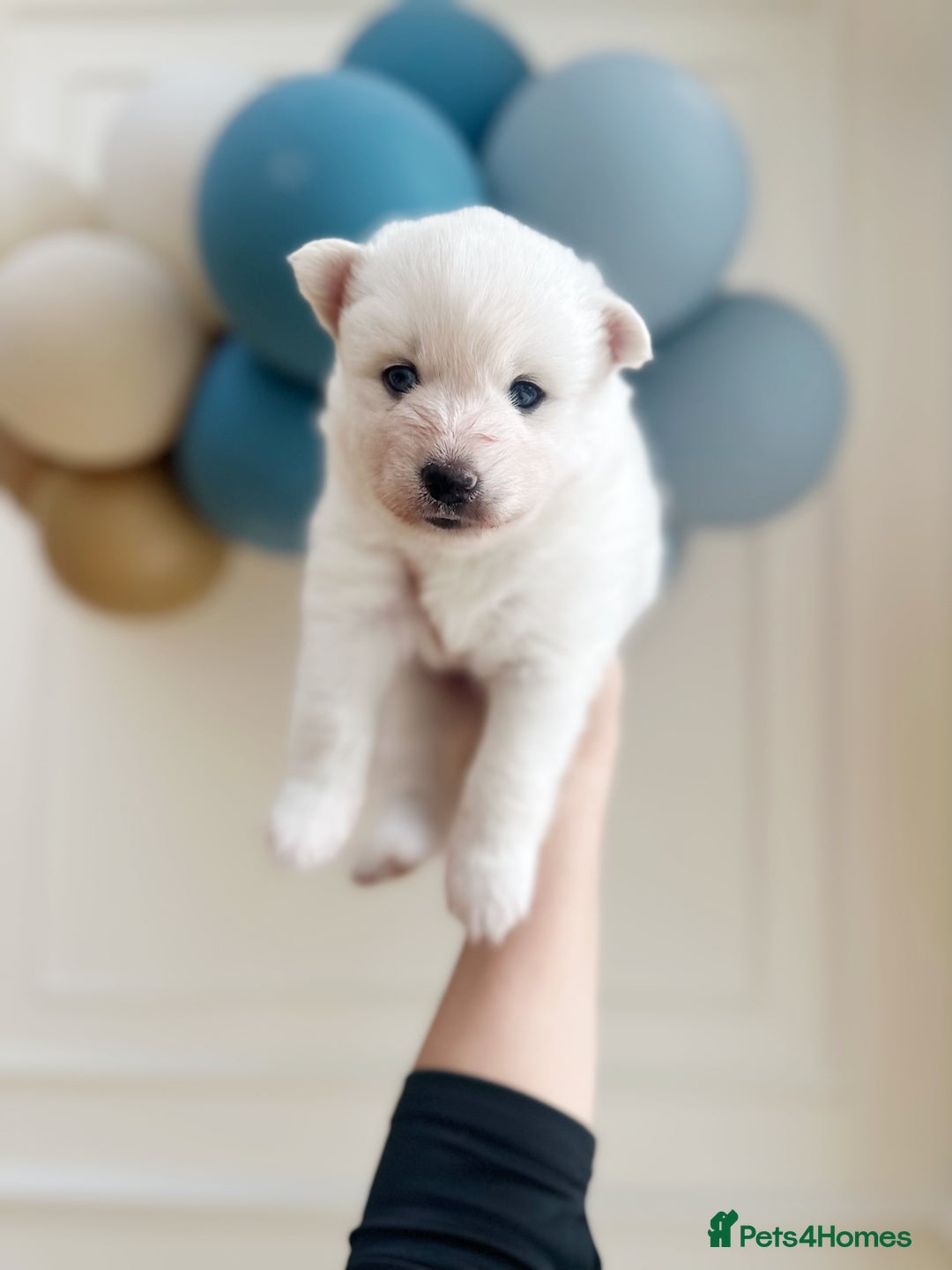 Pomsky dogs for sale: Blue-Eyed Pomskies Seeking Their Forever Homes 💫 - Image 12