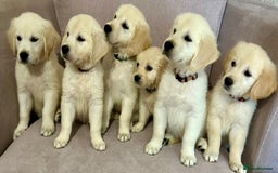 Golden Retriever dogs for sale: Super litter of Goldie pups carrying some colour  - Image 4