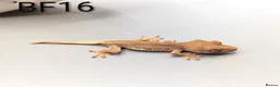 Gecko reptiles for sale: Red Lily White Crested Gecko CB25  - Advert 4