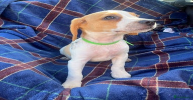 Beagle dogs - Advert 2