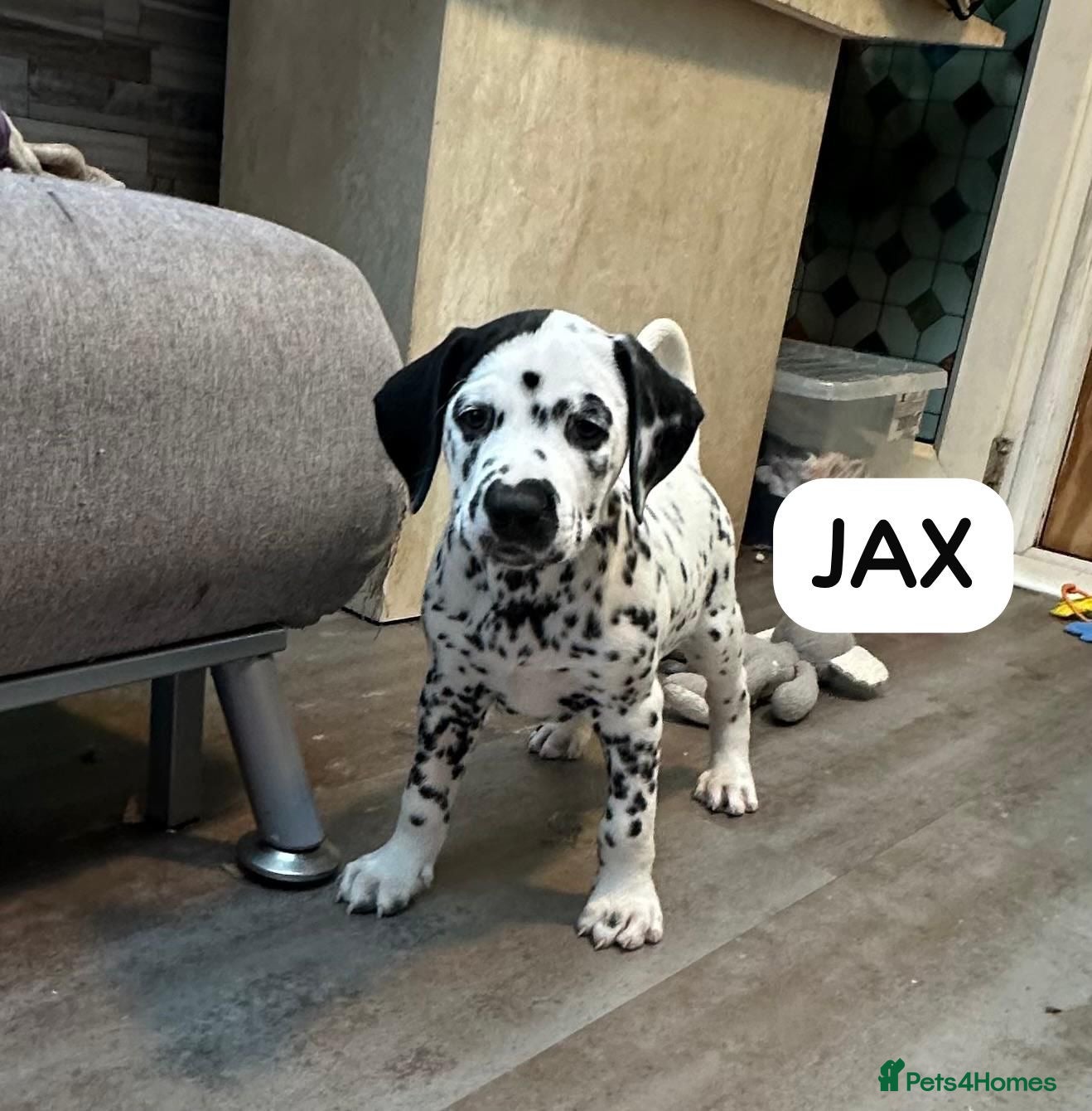 Dalmatian dogs KC Reg Dalmatian Puppies Black & Liver - Advert 6