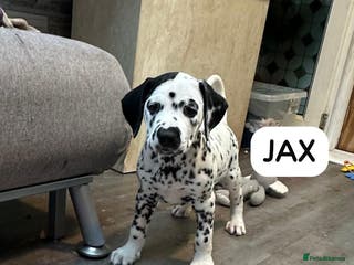 Dalmatian dogs KC Reg Dalmatian Puppies Black & Liver - Advert 6