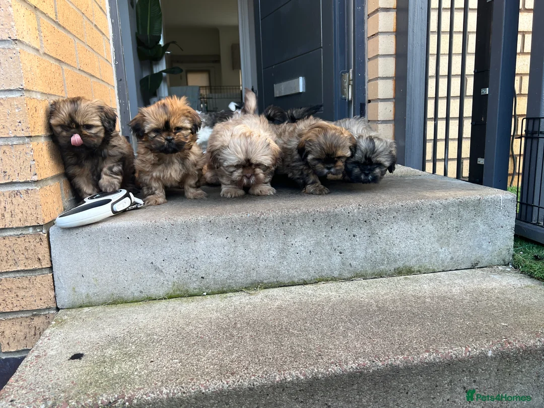 Shih Tzu dogs for stud: Shih tzu stud  in Glasgow - Advert 14