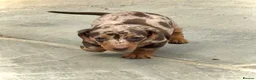 Miniature Dachshund dogs for sale: Outstanding Litter of Miniature dachshund puppies  - Advert 10