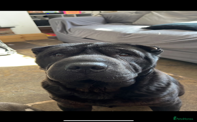 Shar Pei dogs - Advert 1