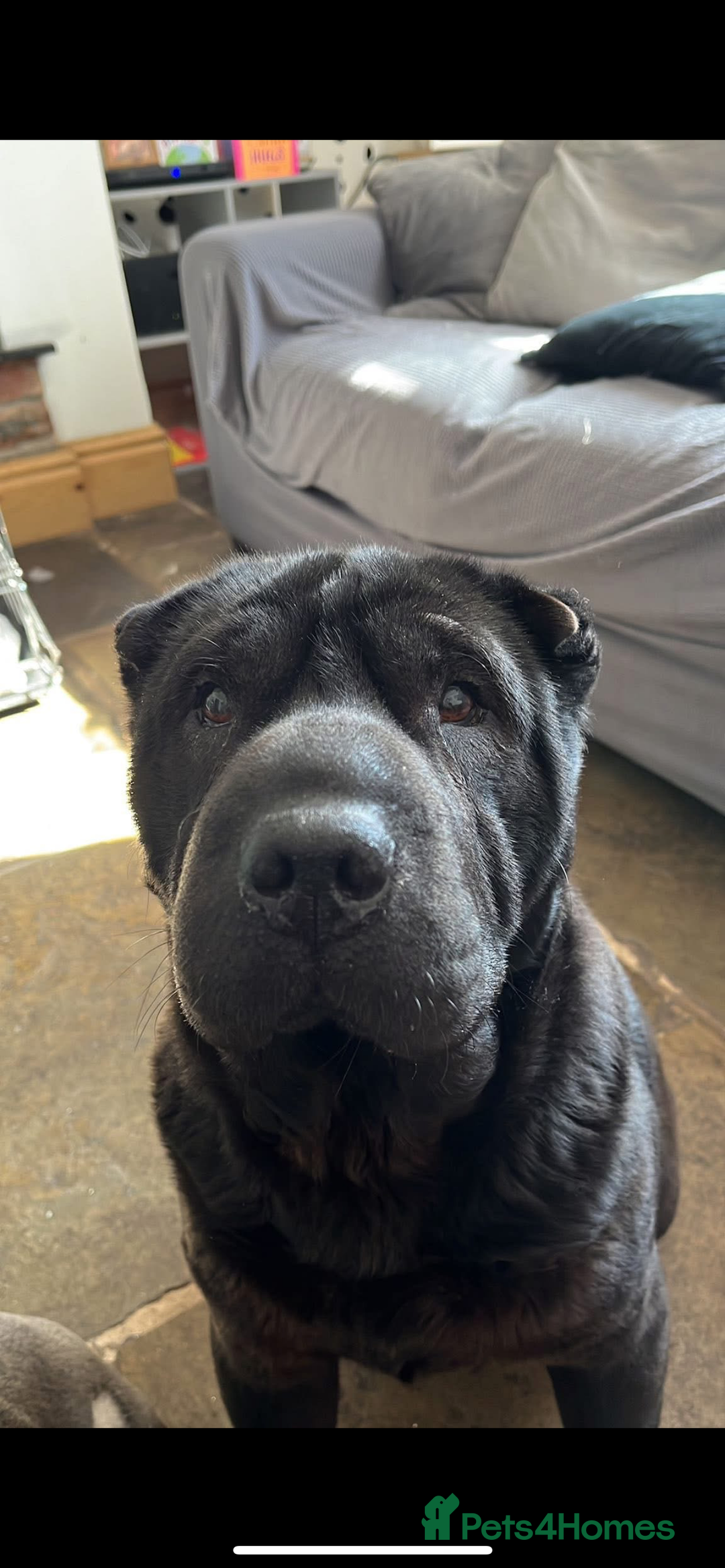 Shar Pei dogs for sale: Shar pei  - Image 1