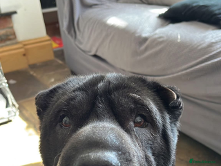 Shar Pei dogs - Advert 26