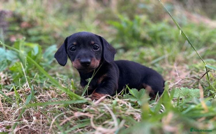 Miniature Dachshund dogs - Advert 10