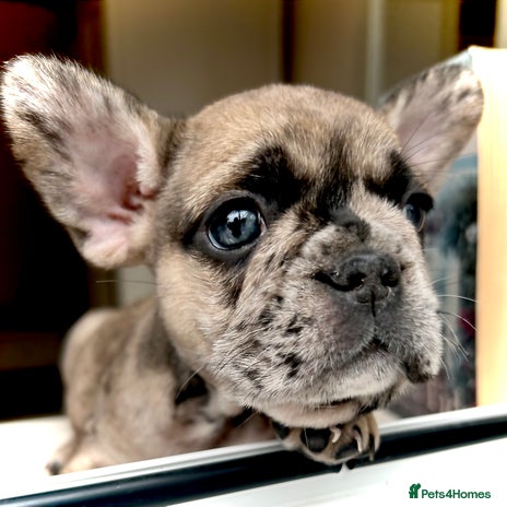 French Bulldog dogs - Advert 2