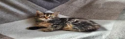 Siberian cats for sale: Traditional pure Siberian kittens, TICA reg - Advert 16