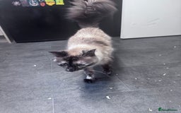 Domestic Shorthair cats for sale: Black Cat and A Torte Siamese RagDoll cat Female  - Advert 6