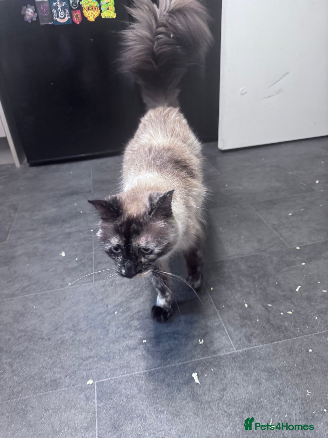 Domestic Shorthair cats for sale: Black Cat and A Torte Siamese RagDoll cat Female  - Advert 6
