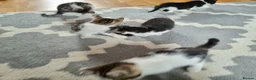 Mixed Breed cats for sale: 7 Beautiful Kittens For Sale!!!!!!! - Advert 9